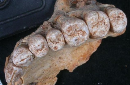 1993年10月31日：250万年前人类颚骨化石出土