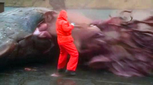 2004年01月26日：台南抹香鲸爆炸事件