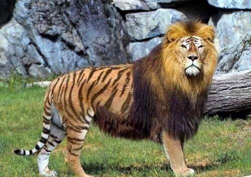 狮虎兽是怎么形成的