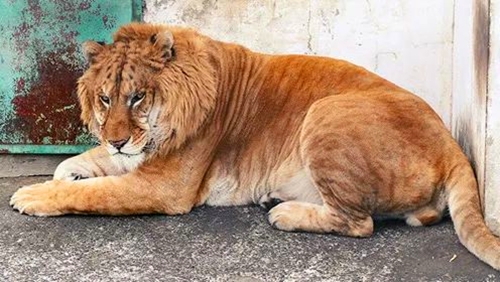 虎狮兽是什么