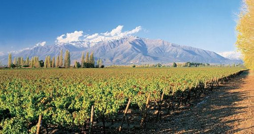 智利环境对葡萄酒业有什么影响