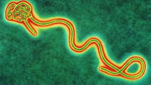埃博拉是什么病毒