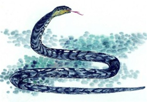 蛇的生肖神话与民俗