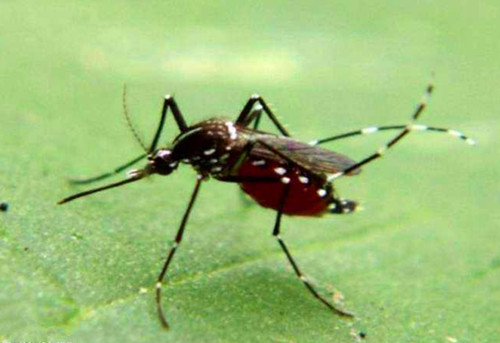 蚊子传播哪些疾病