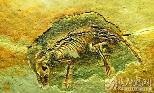 我国发现世界最早有胎盘类哺乳动物化石