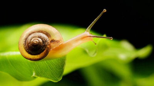 蜗牛是什么动物