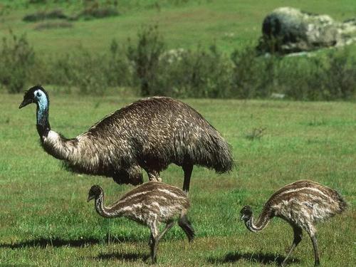 澳大利亚国鸟是什么