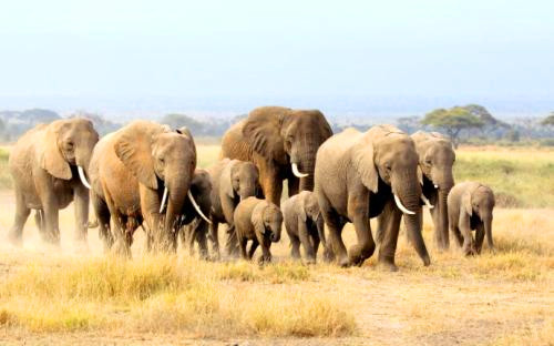 非洲象的特征与习性