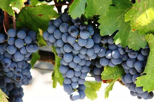 赤霞珠为什么会被称为酿葡萄酒之王
