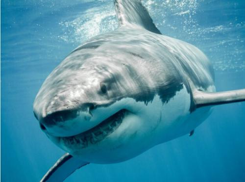 大白鲨是国家几级保护动物