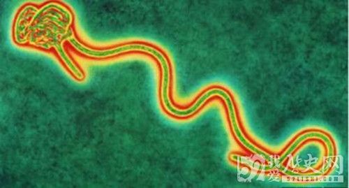 扎伊尔发现罕见传染病埃博拉