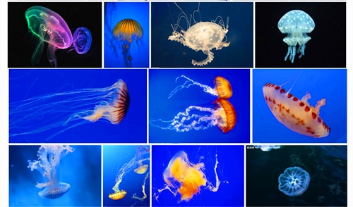 水母物种的分类及特点