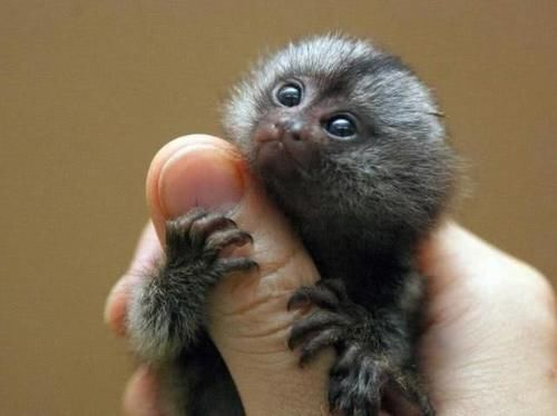 世界上最小的猴子是什么