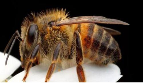 世界上最厉害的毒蜂是什么