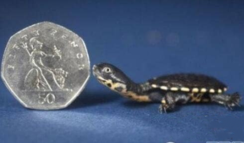 世界上最小的乌龟有多小