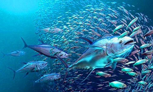 2017年5月2日：世界金枪鱼日设立