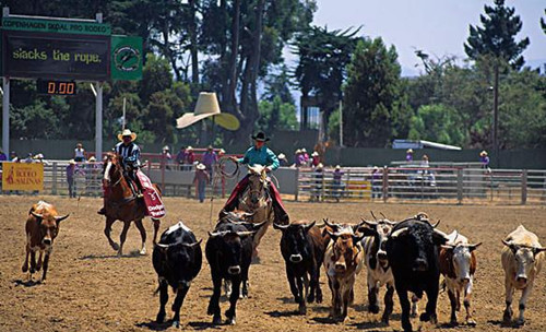 智利的圈牛节是做什么的