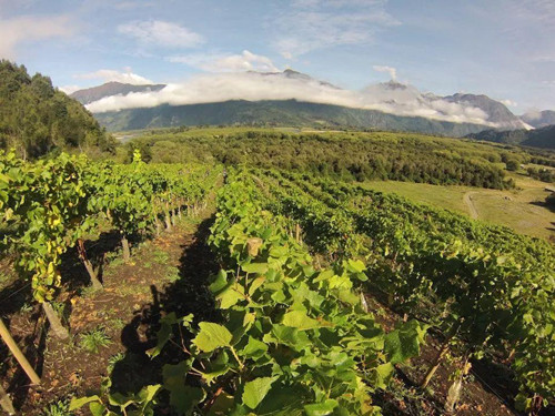 智利葡萄酒有几个产区