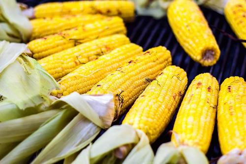 墨西哥为什么被称为玉米的故乡