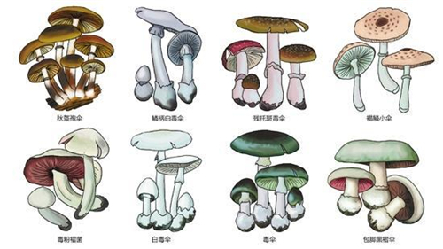 辨别毒蘑菇的误区