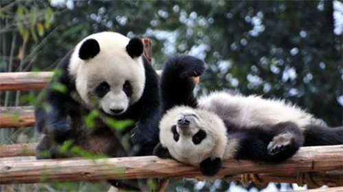 大熊猫交配有多难