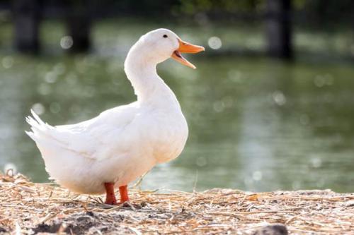 H5N8型禽流感病毒如何预防