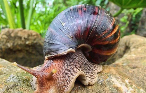 非洲大蜗牛为什么不能摸