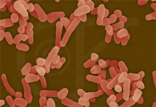 结核菌是什么