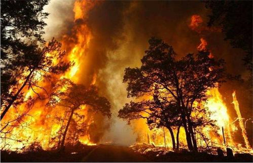 森林火灾是怎么引起的