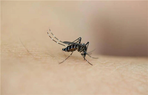 蚊子在地球上有什么用