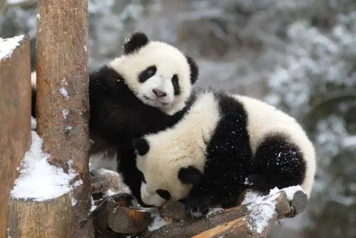 大熊猫国家公园的地理环境