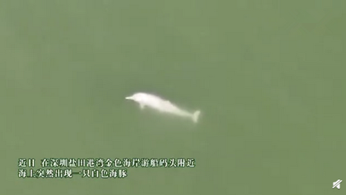深圳湾出现水上大熊猫白海豚
